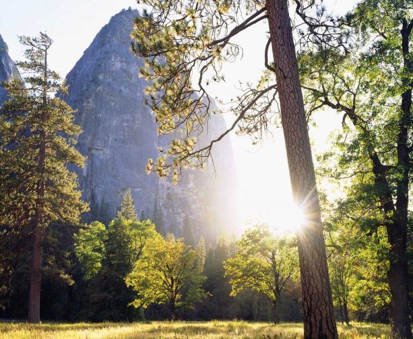 California, Yosemite Sunset through the forest